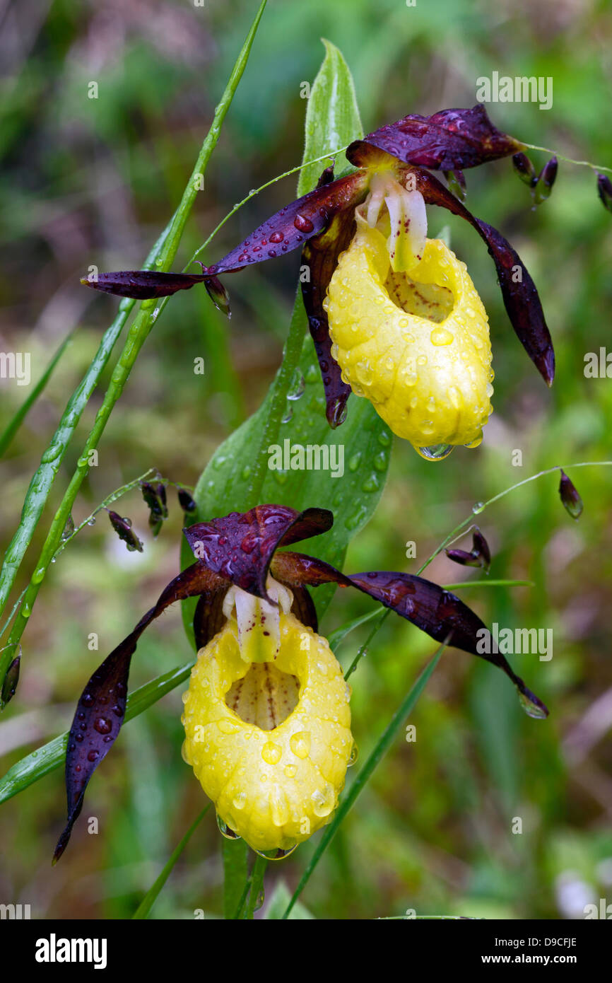 Lady's slipper orchid (Cypripedium calceolus) Stock Photo