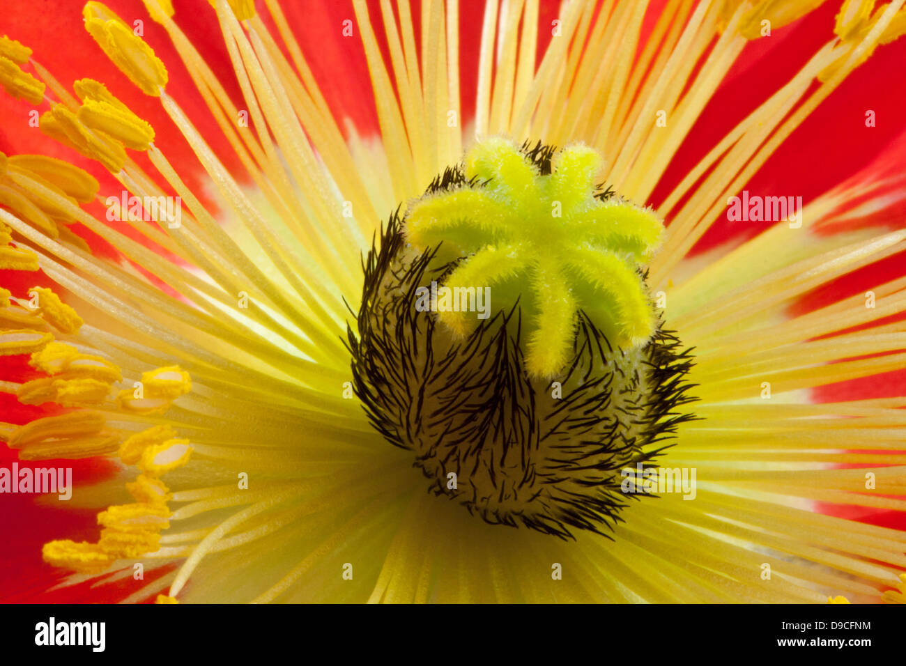 Close-up photograph of a poppy Stock Photo