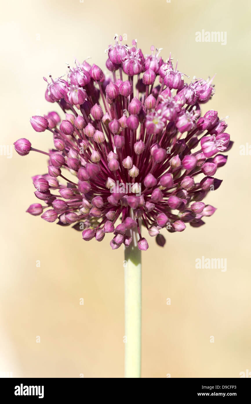 Purple wild flower at the beige background Stock Photo