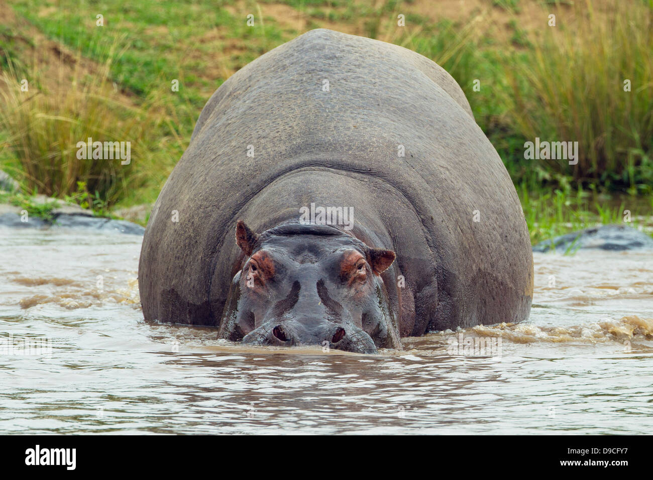 Hippopotamus outside the water, Mara River, Masai Mara, Kenya Stock Photo