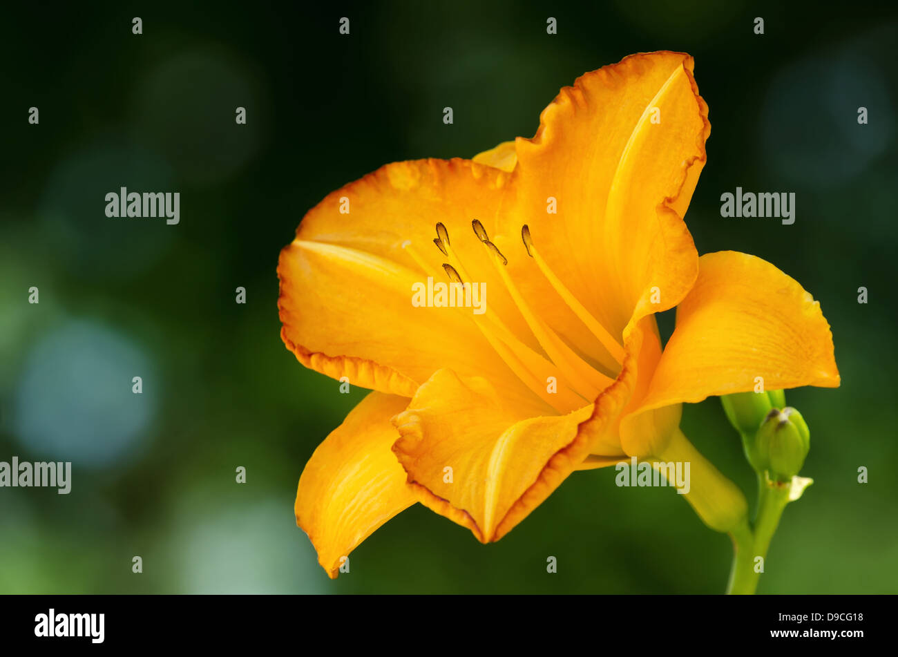 Yellow lily flower against dark green background Stock Photo