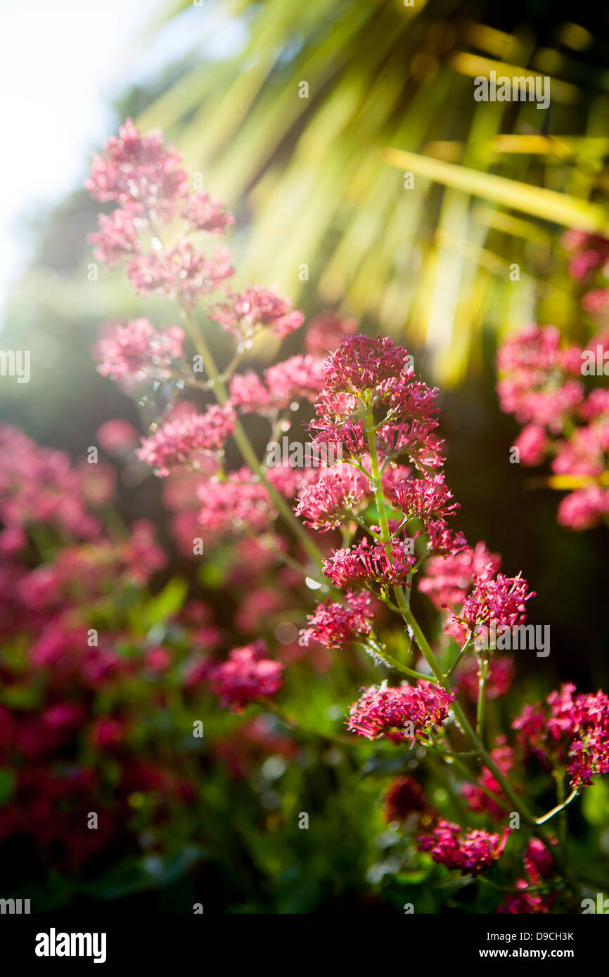Tropical Flowers High Resolution Stock Photography and Images - Alamy