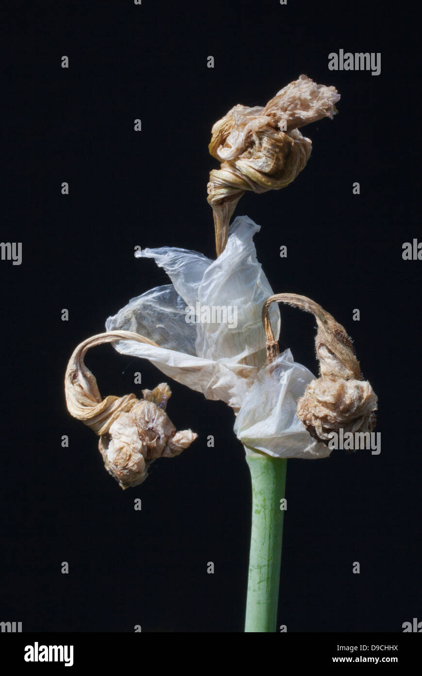 A dead wilting Iris flower Stock Photo