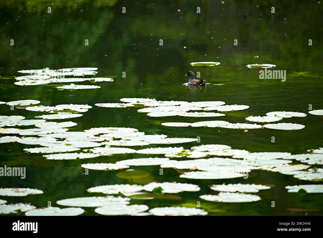 A Moorhen at Wallington Hall gardens in Northumberland. National Trust property. Stock Photo