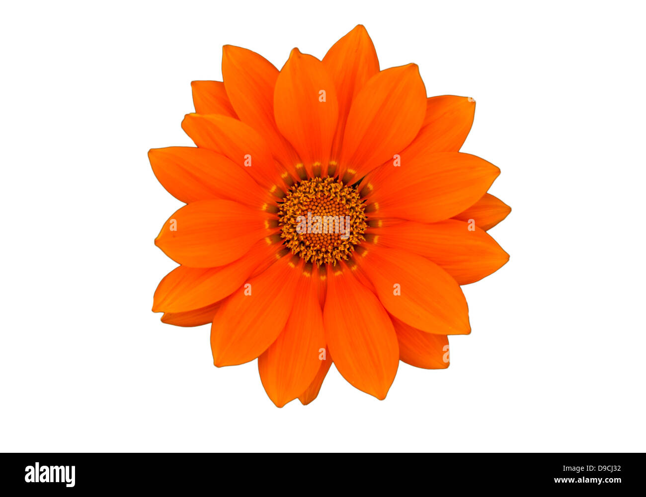 Orange flower Isolated on white background Stock Photo