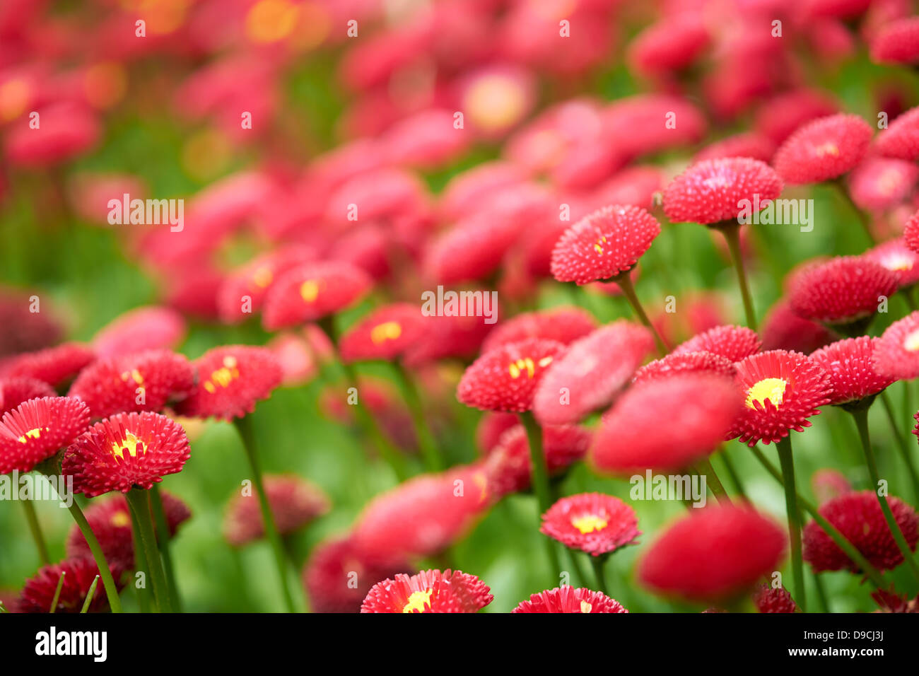 Red flower border with a blurred background Stock Photo