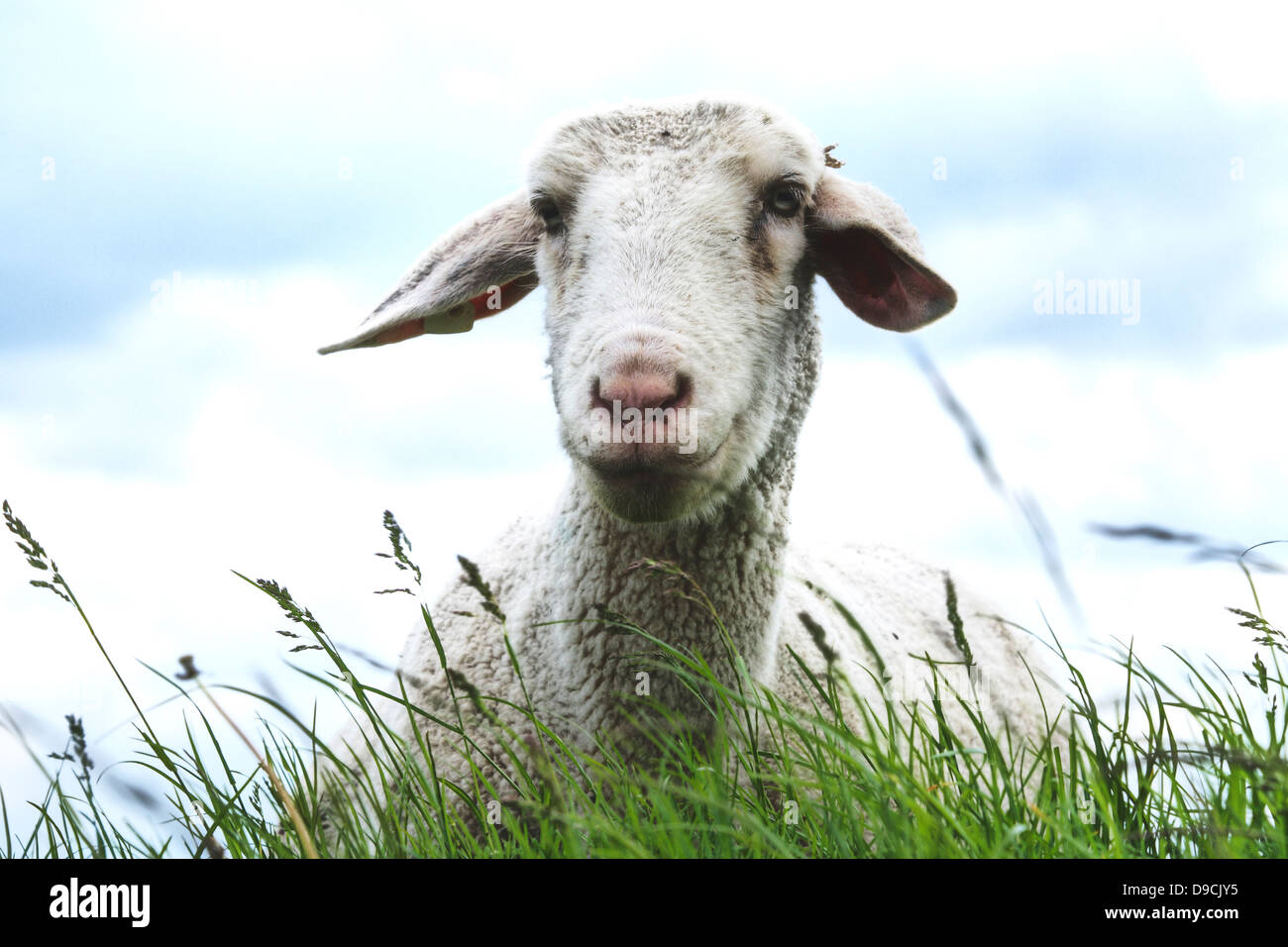 Sheep in the dyke Stock Photo