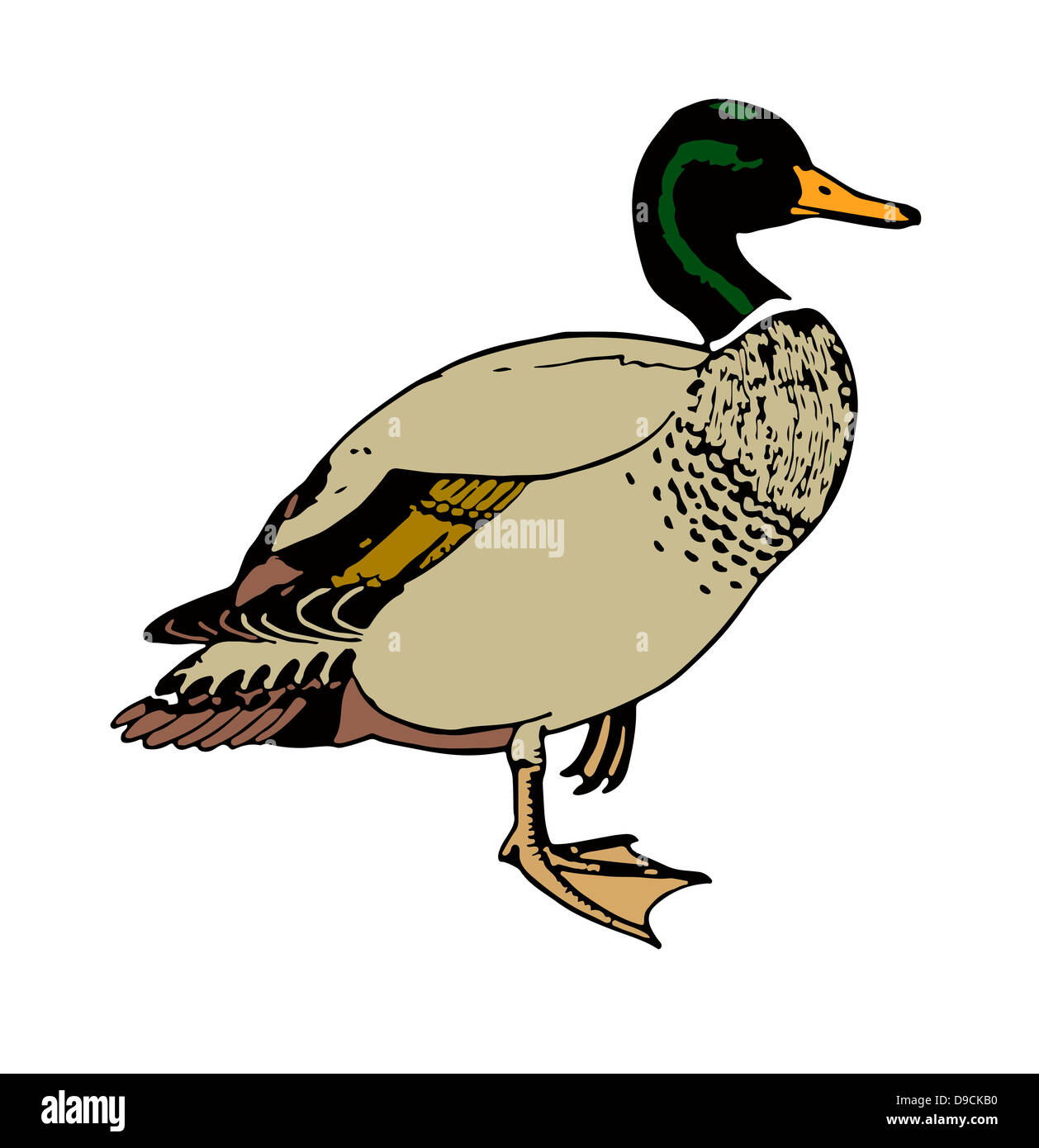Duck Isolated On A white Background Stock Photo - Alamy