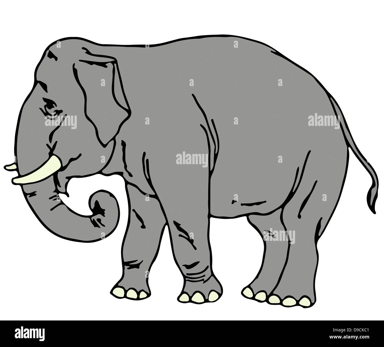 Elephant Walking Isolated On White Background Stock Photo Alamy