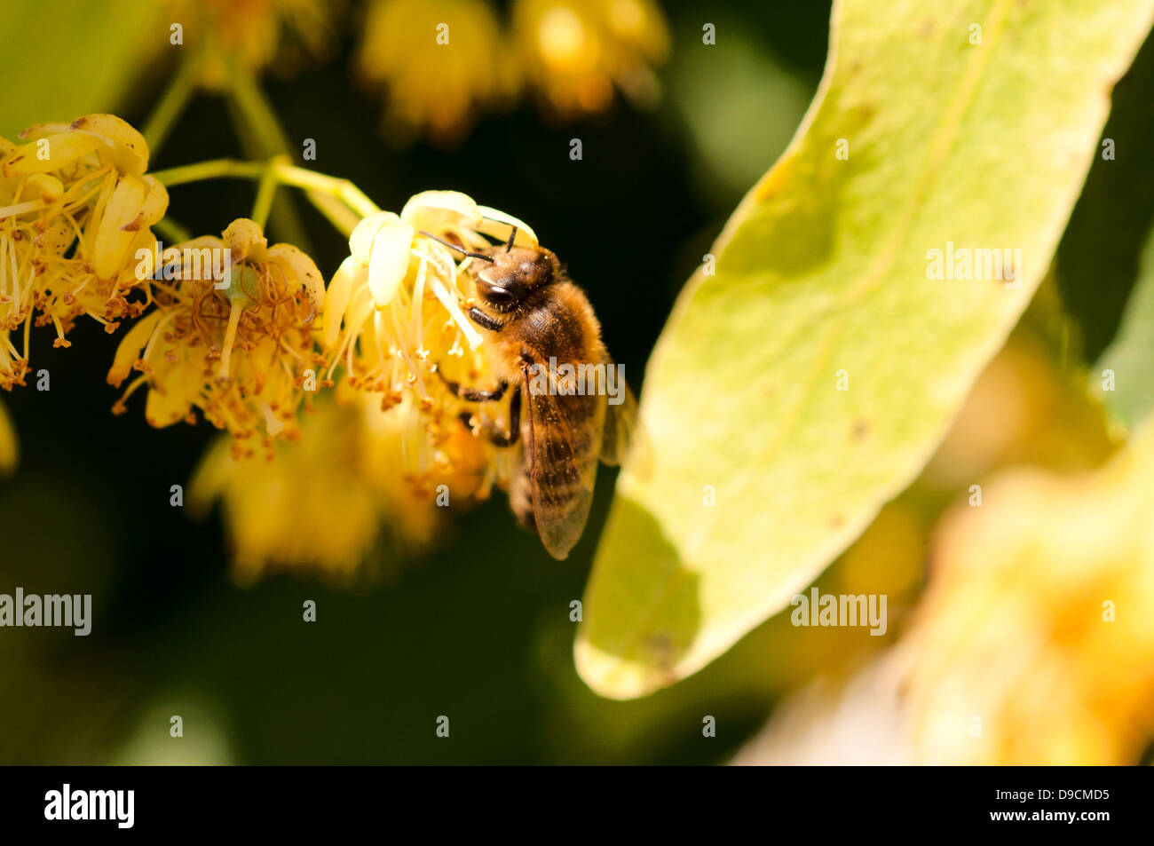 Lime tree bee hires stock photography and images Alamy
