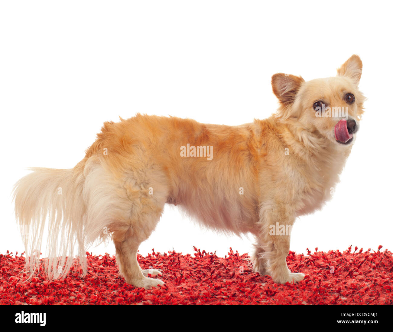 Spitz dog on red carpet and white background Stock Photo