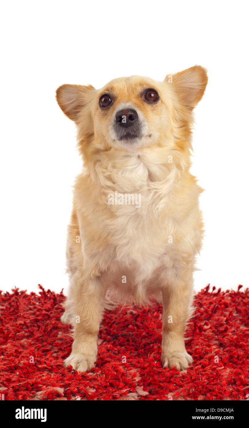 Spitz dog on red carpet and white background Stock Photo