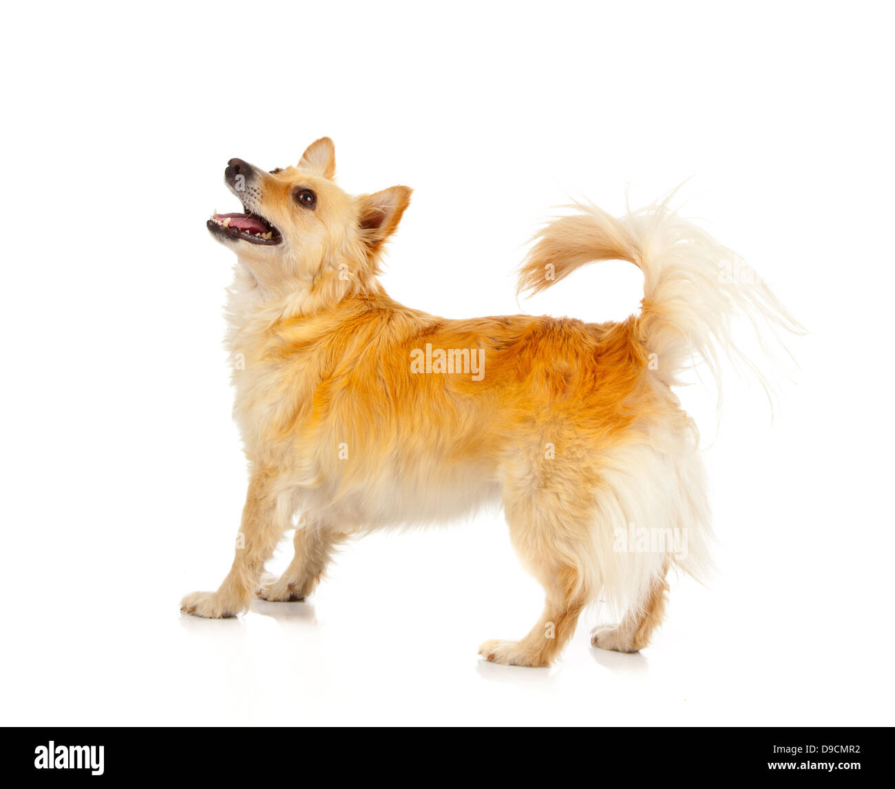 Spitz dog on white background Stock Photo