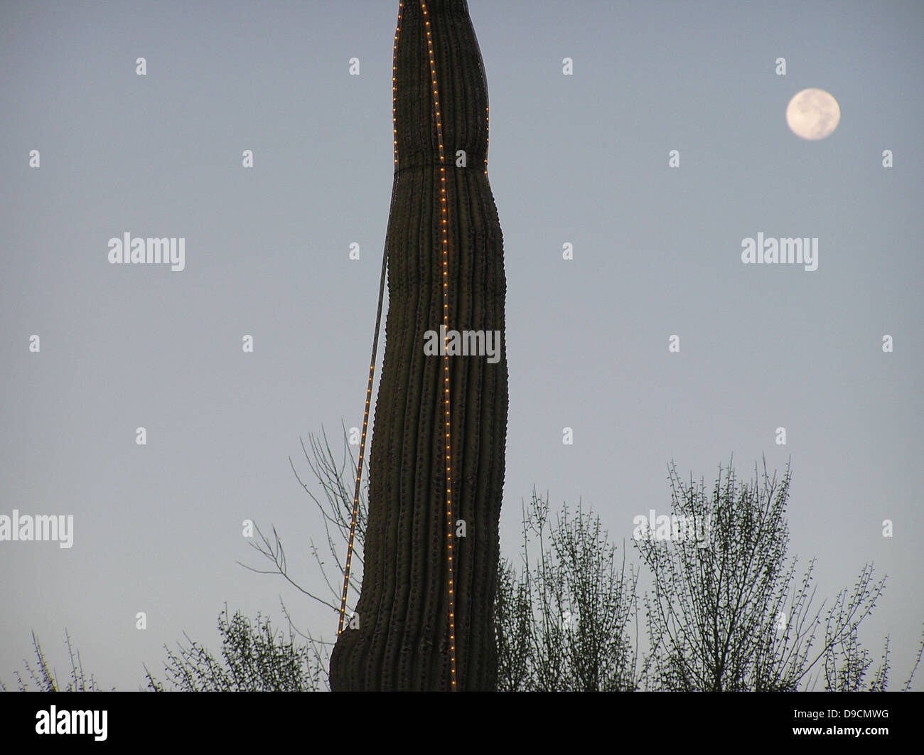 Saguaro National Park in Arizona is home to the iconic saguaro cactus ...