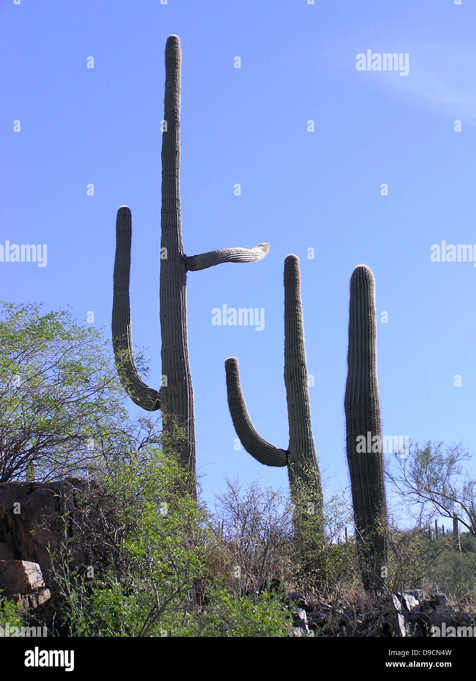Saguaro National Park in Arizona is home to the iconic saguaro cactus ...
