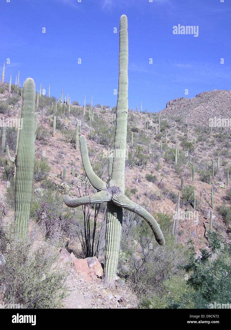 Saguaro National Park in Arizona is home to the iconic saguaro cactus ...
