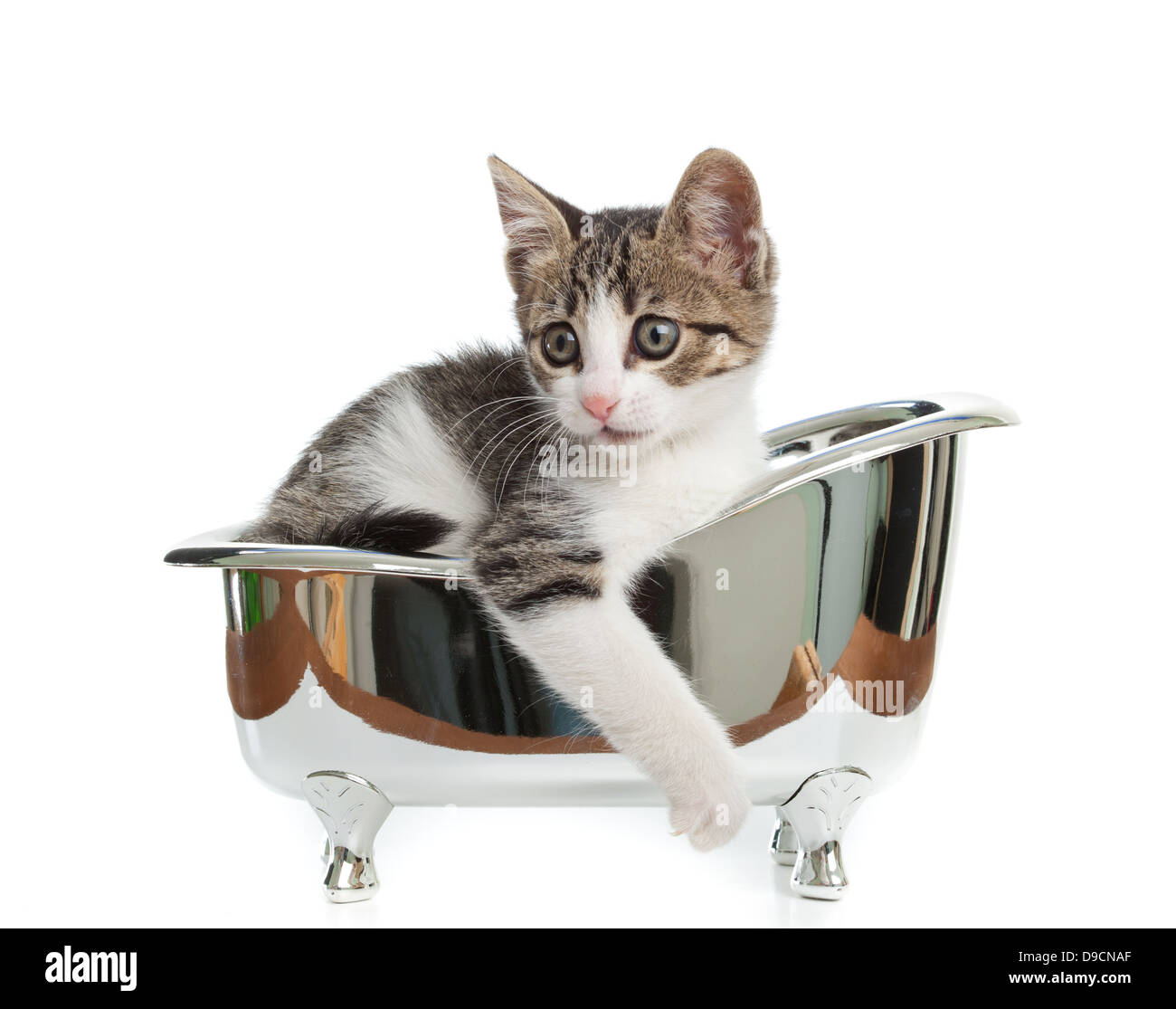 Puppy cat in the bathtub Stock Photo