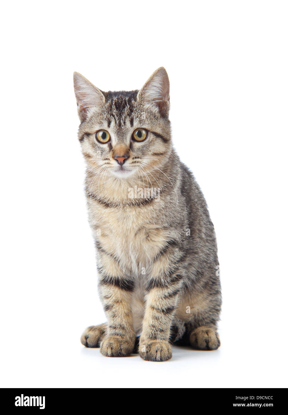 Cat look up on white Cut Out Stock Images & Pictures - Alamy
