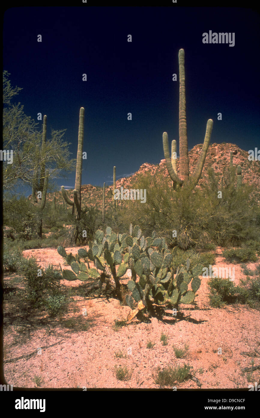 Saguaro National Park in Arizona is home to the iconic saguaro cactus ...