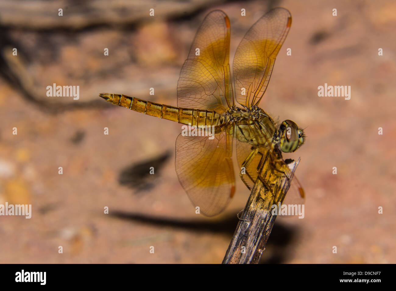 Dragonfly on the nature, macro Stock Photo - Alamy