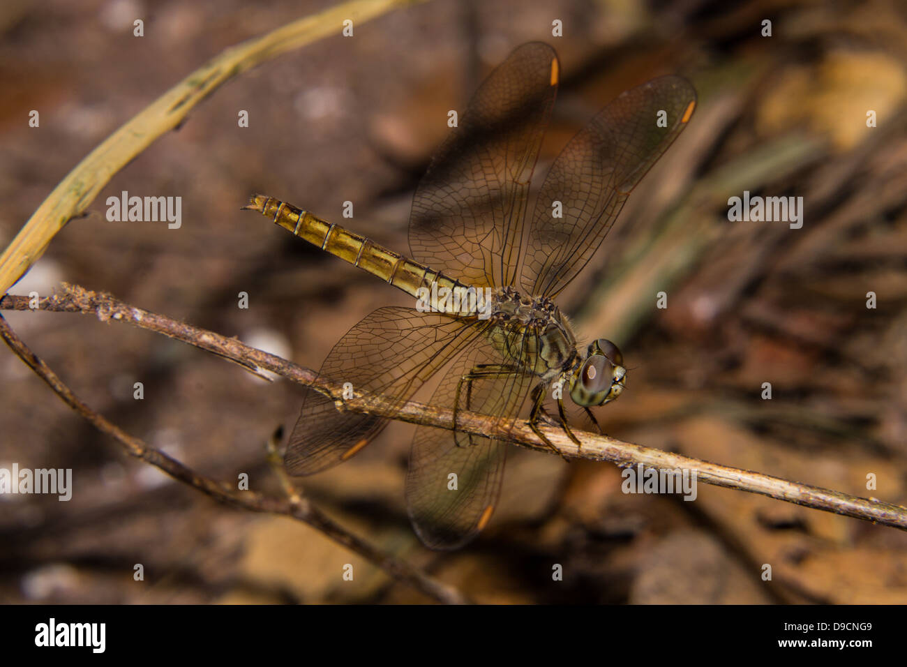 Dragonfly on the nature, macro Stock Photo - Alamy