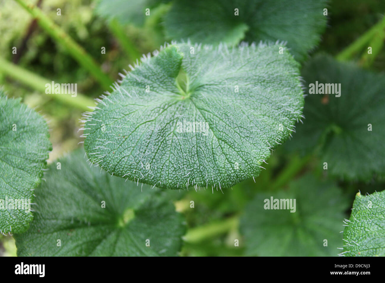 Macquarie Island Cabbage Stock Photo