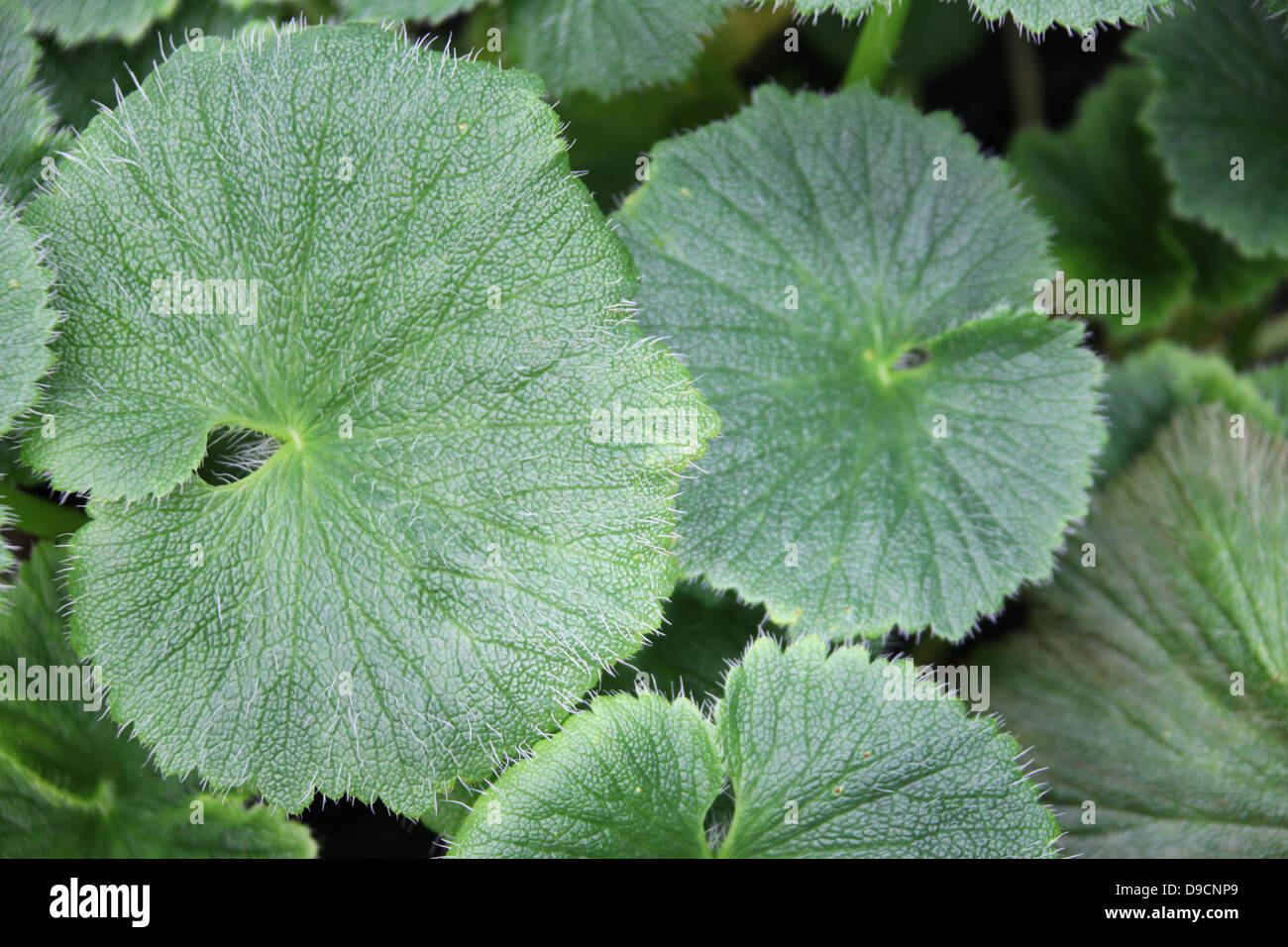 Cabbage island hires stock photography and images Alamy