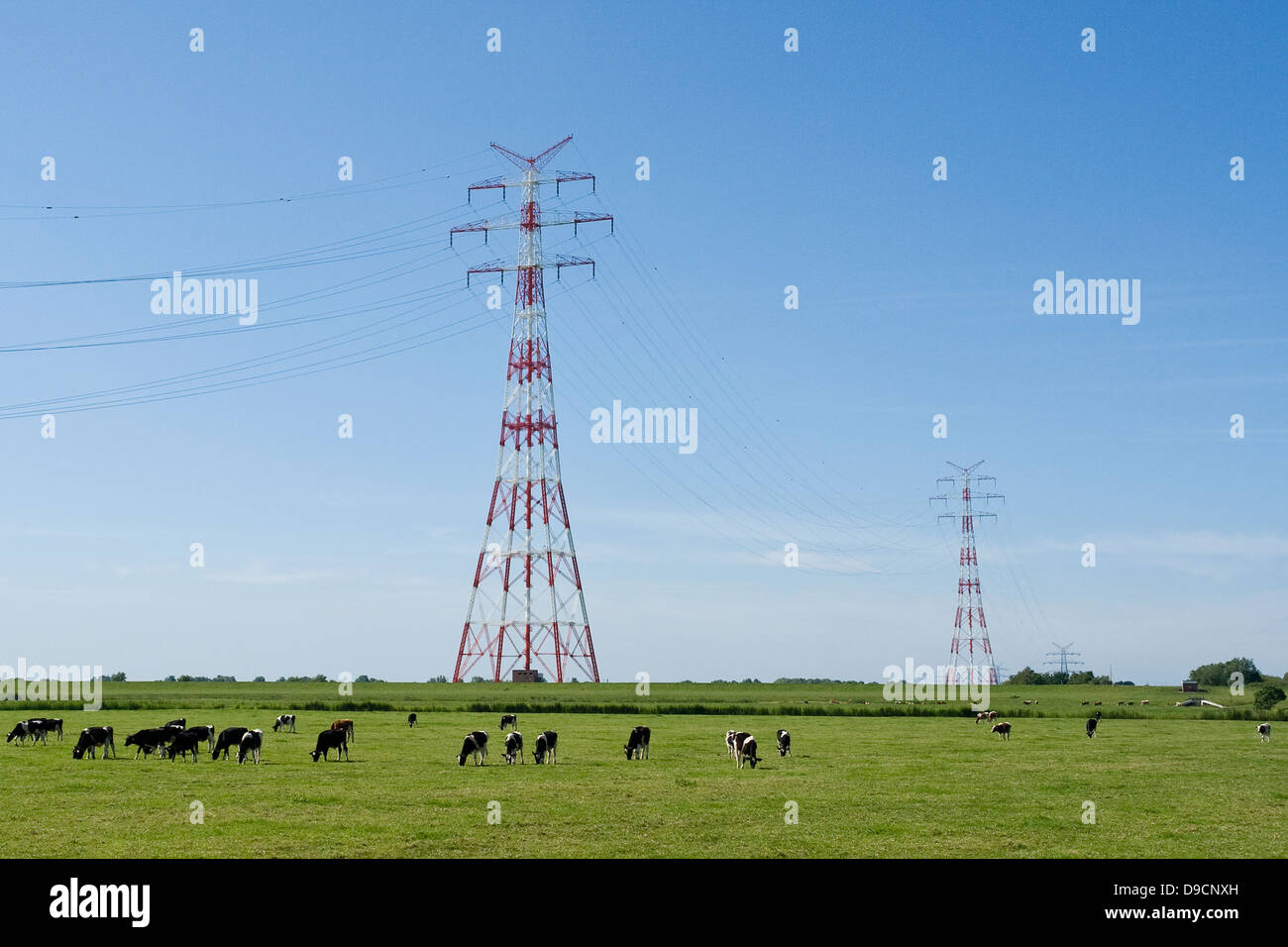 Stream masts on a pasture with cows, Electricity pylons on a pasture with cows, Stock Photo