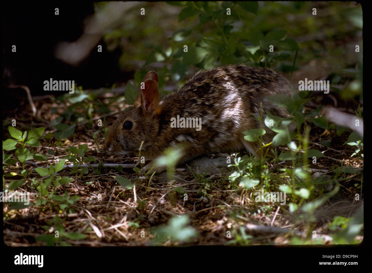 Shenandoah National Park, located in Virginia's Blue Ridge Mountains ...