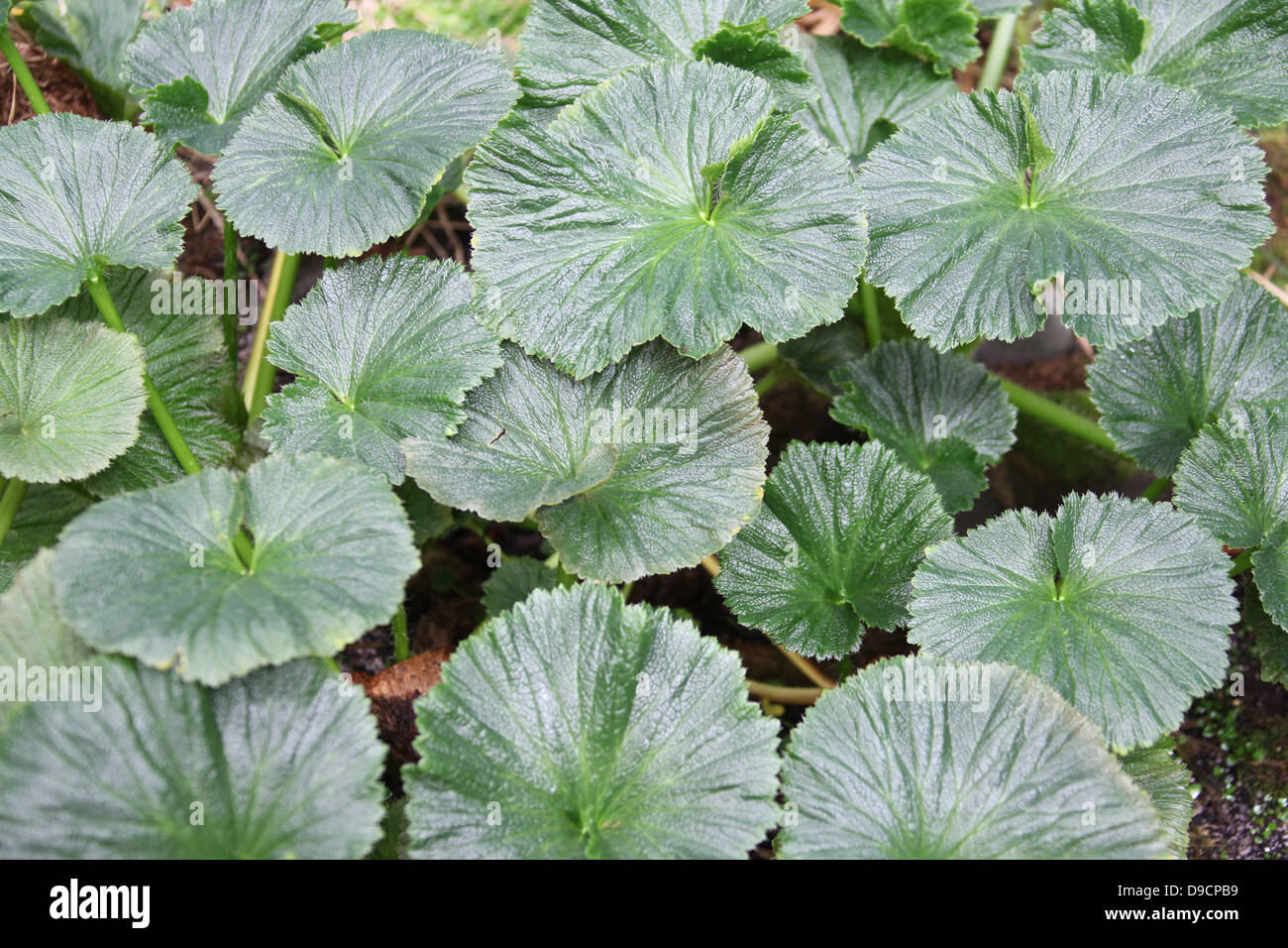 Macquarie Island Cabbage Stock Photo