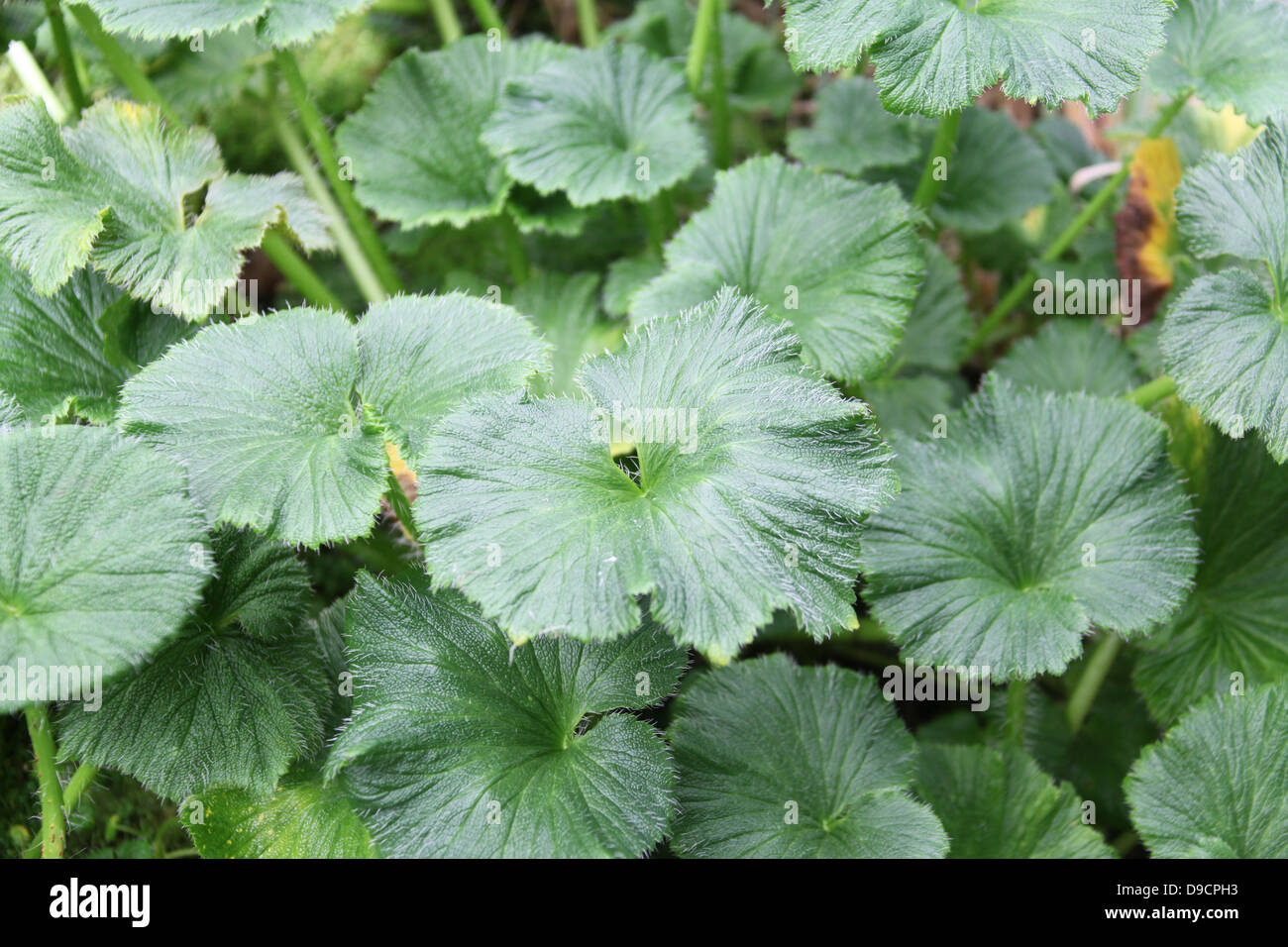 Macquarie Island Cabbage Stock Photo