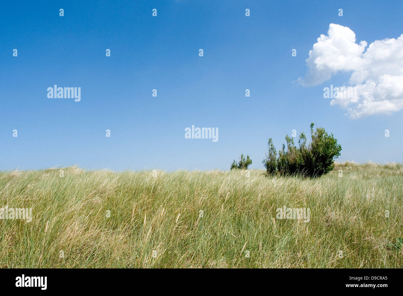 Dune on the beach Stock Photo - Alamy