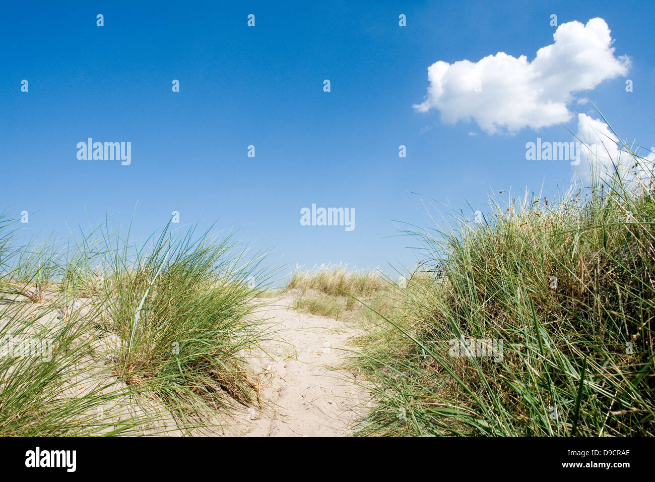 Dune on the beach Stock Photo - Alamy
