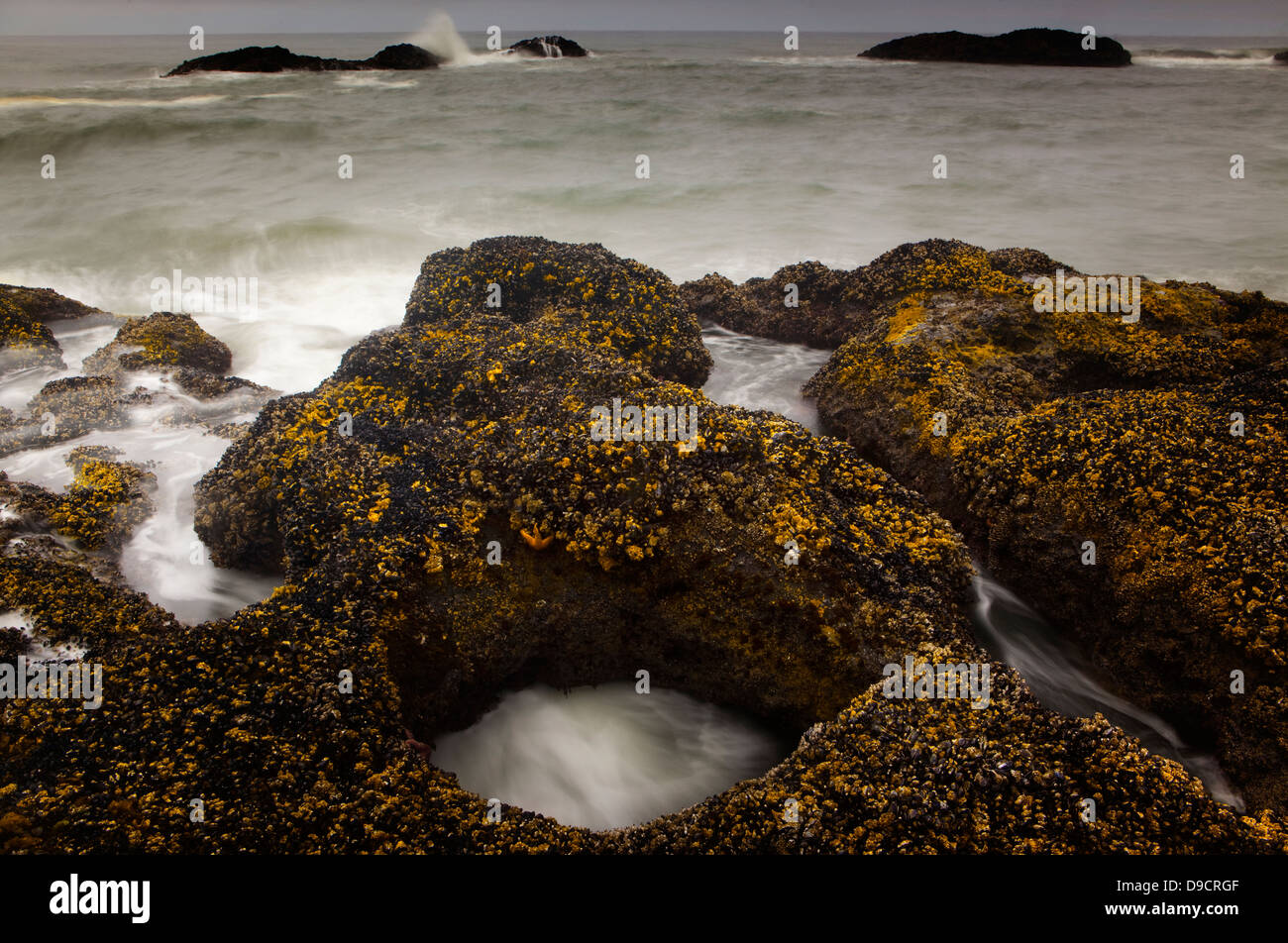 Seal Rock Oregon High Resolution Stock Photography and Images Alamy