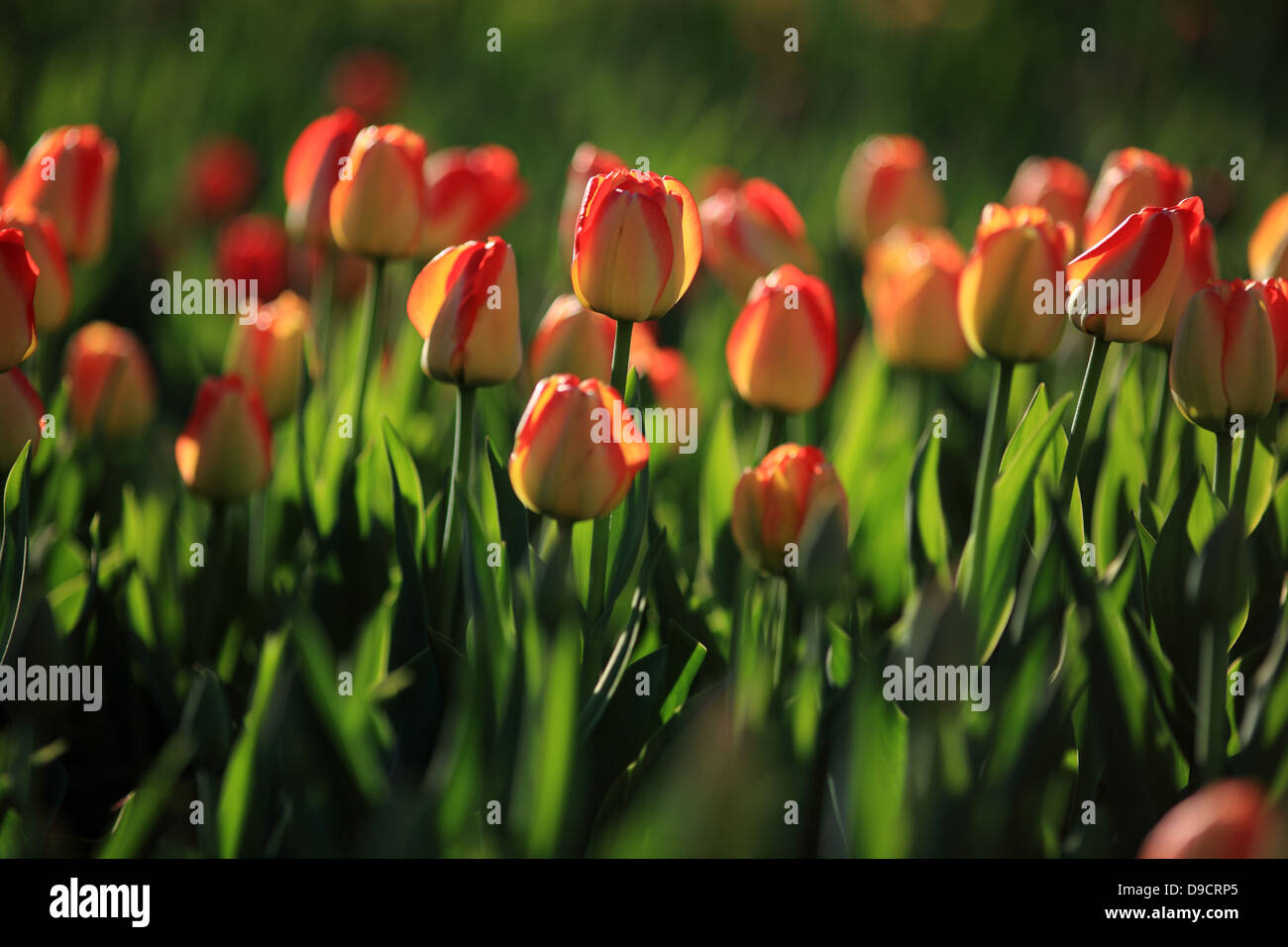 Tulips are blooming at Ottawa Annual Tulip Festival, May 5, 2013 Stock