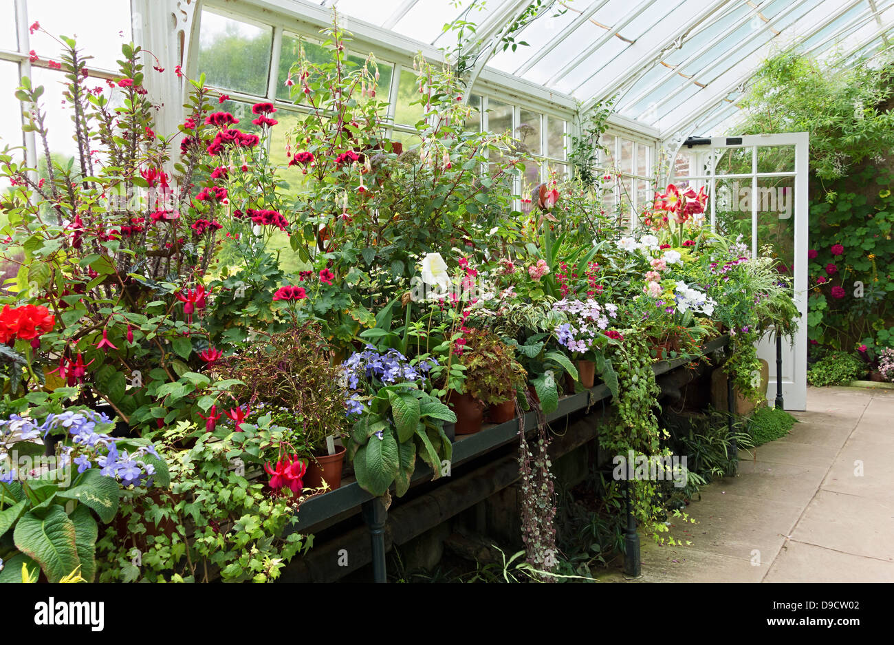 Greenhouse Flowers Wallington Hall gardens near Morpeth in