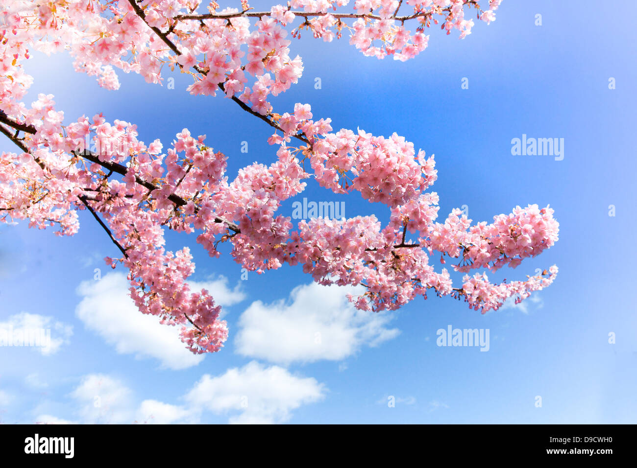 Cherry blossoms and sky Stock Photo - Alamy