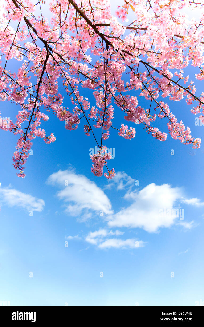 Cherry blossoms and sky Stock Photo - Alamy