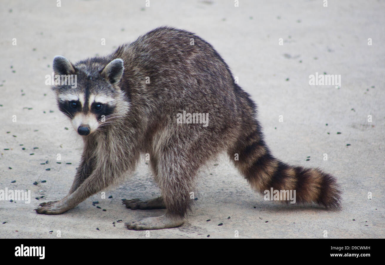 A Raccoon scavenging through fallen sunflower seeds for food Stock ...