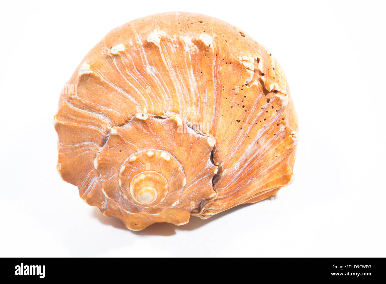 A close up on a seashell isolated against a white background Stock ...
