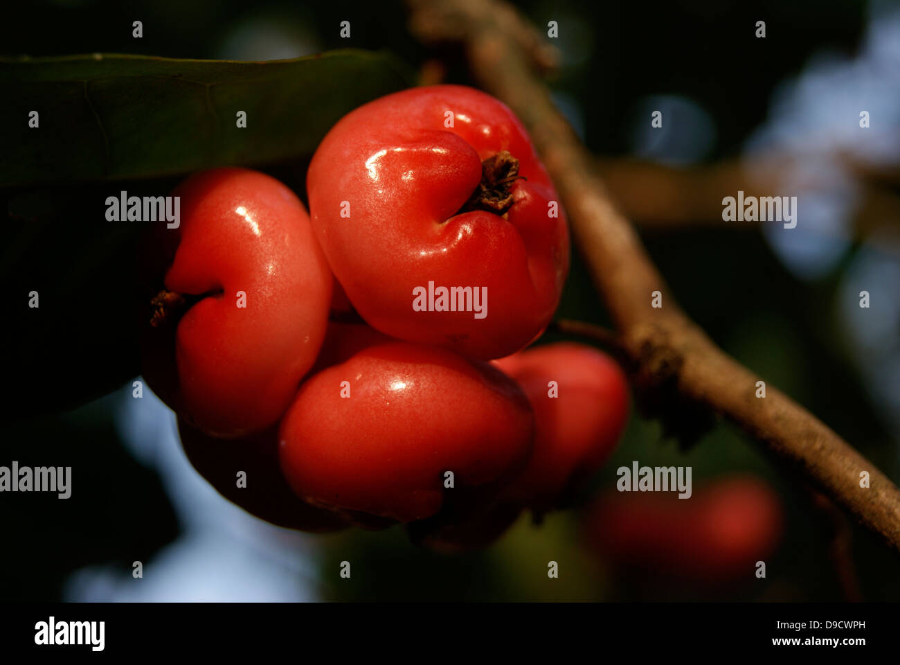 Rose Apple or Water Apples Fruits or chambakka on Syzygium jambos Tree in India Stock Photo
