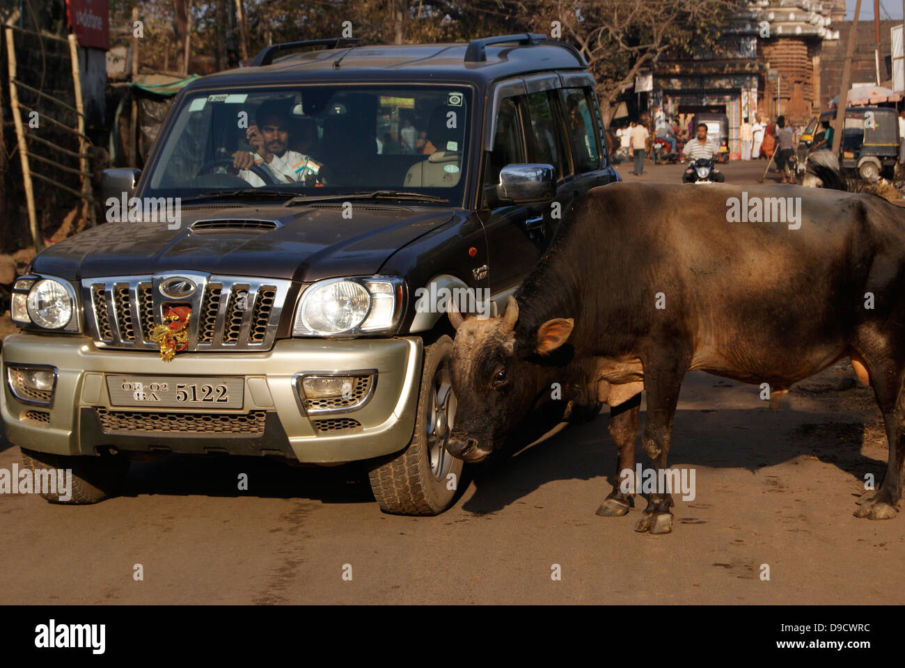 Hindu Sacred cow on Street Roads of India and Scene of nearby Passing car Stock Photo