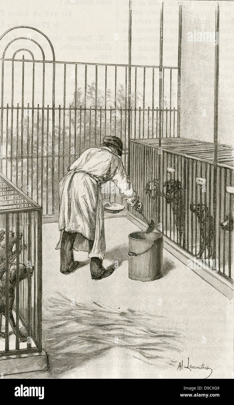 Laboratory animals at the Institut Pasteur, Paris, used during research ion hydrophobia (Rabies):  Drilling into  the brain rabbit.  Engraving, Pa;ris, 1873. Stock Photo