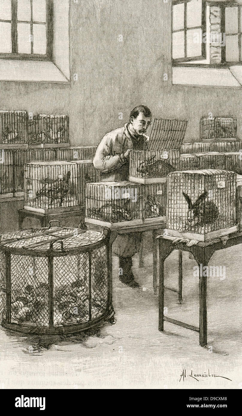 Laboratory used by Louis Pastuer (1822-1896) during research on hydrophobia (Rabies)  at the Institut Pasteur, Paris,.  Engraving, Paris, 1873. Stock Photo