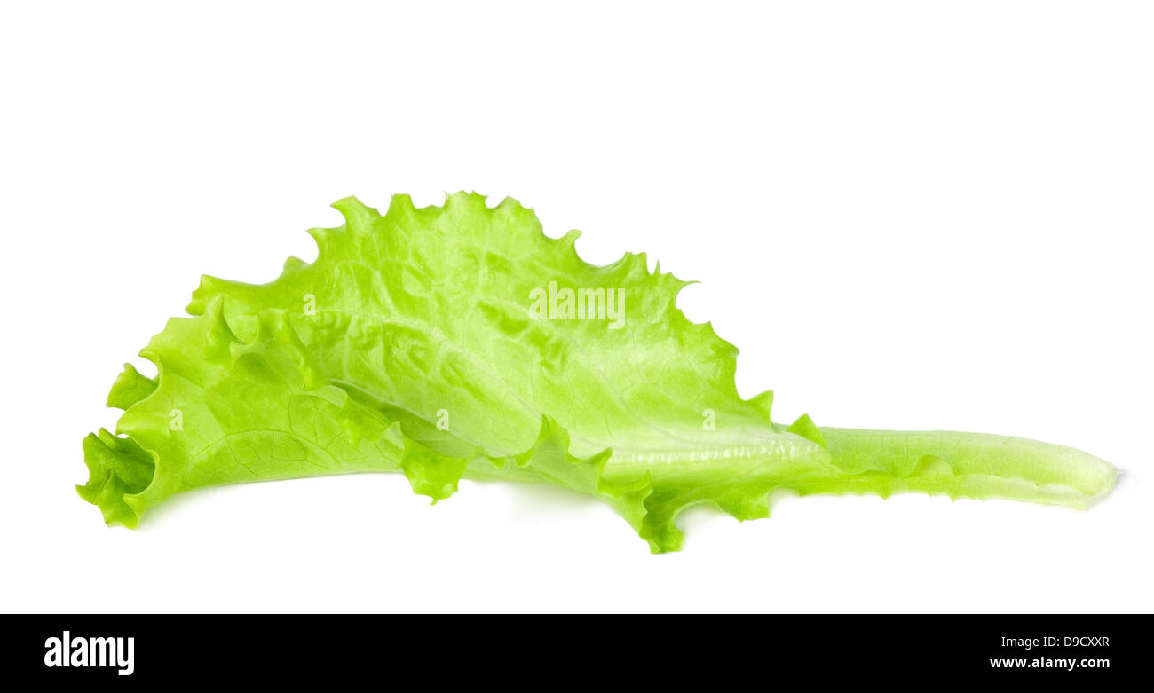 Fresh and green lettuce on white background, food concept Stock Photo