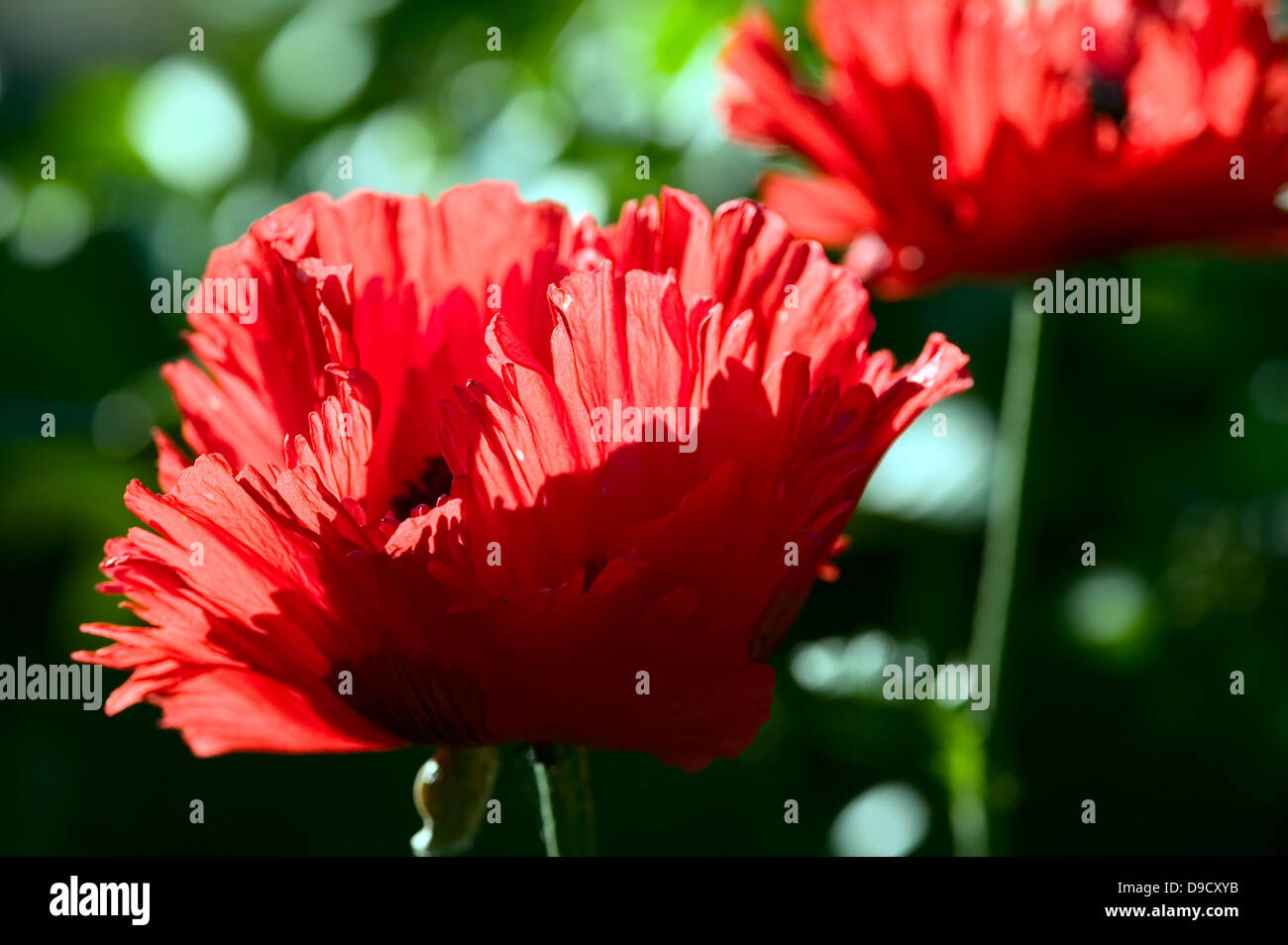 The red flower on green nature background Stock Photo