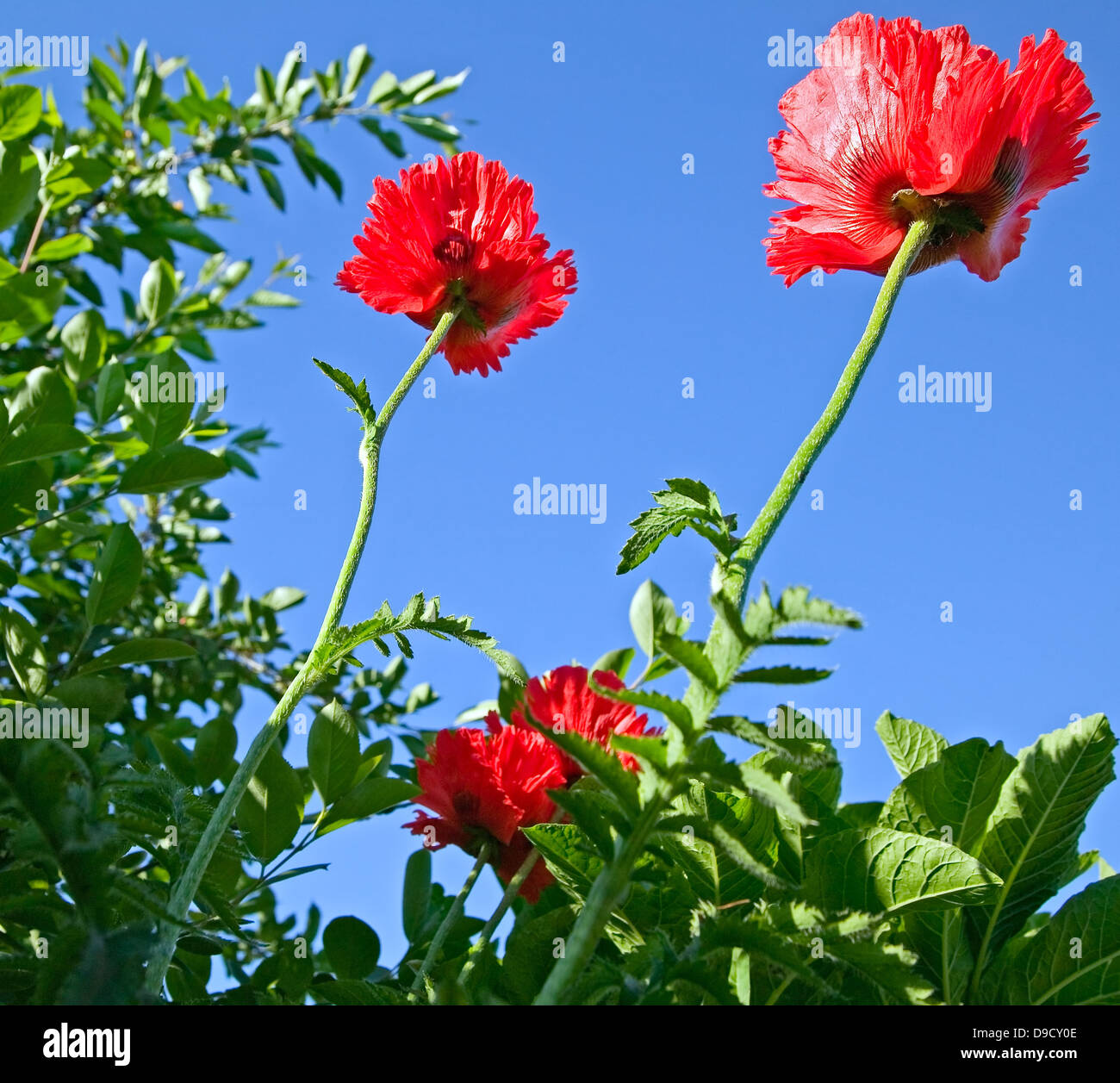 The red flower on blue skye background Stock Photo