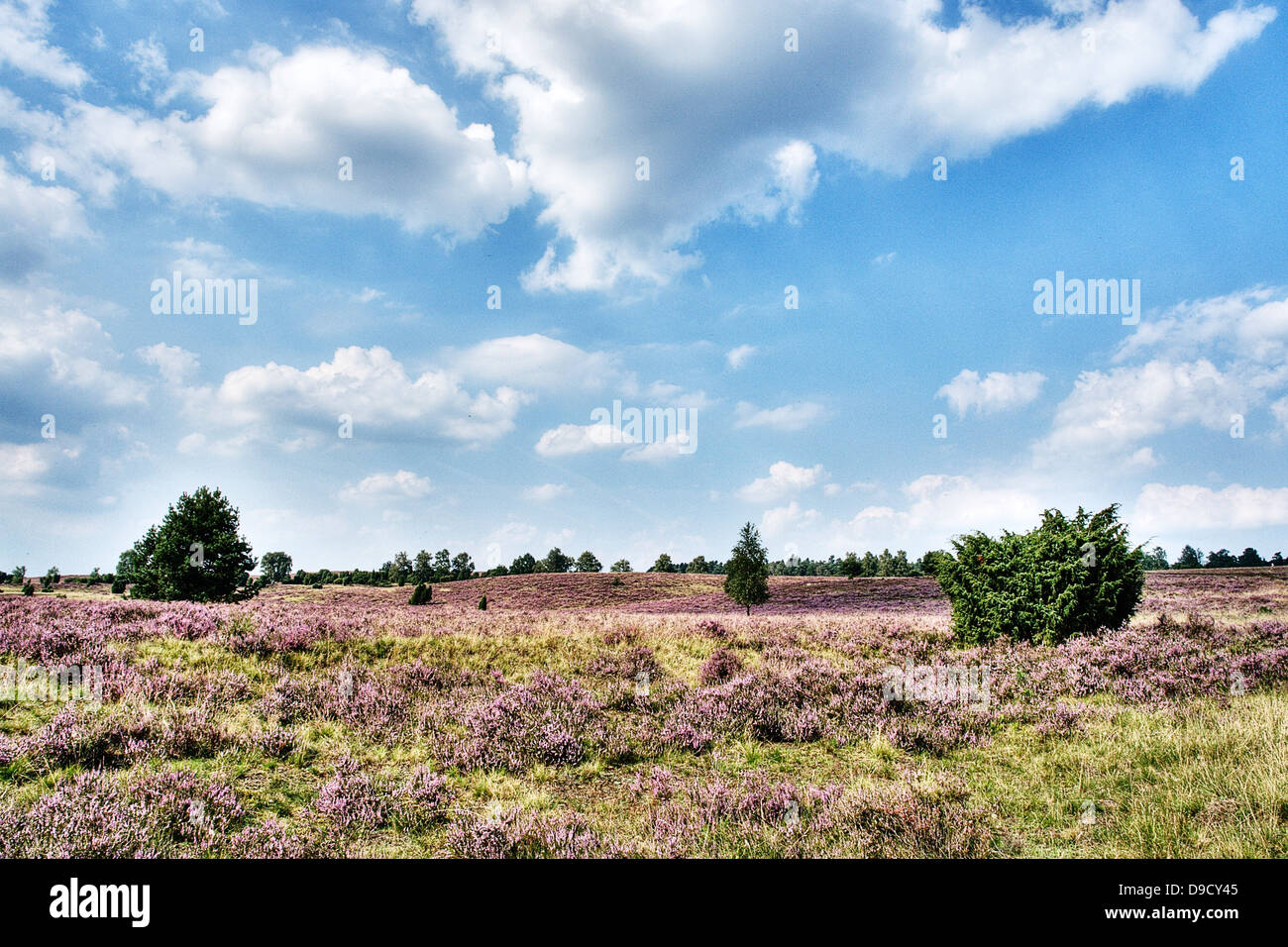 Moor scenery in the nature reserve Lueneburger Stock Photo