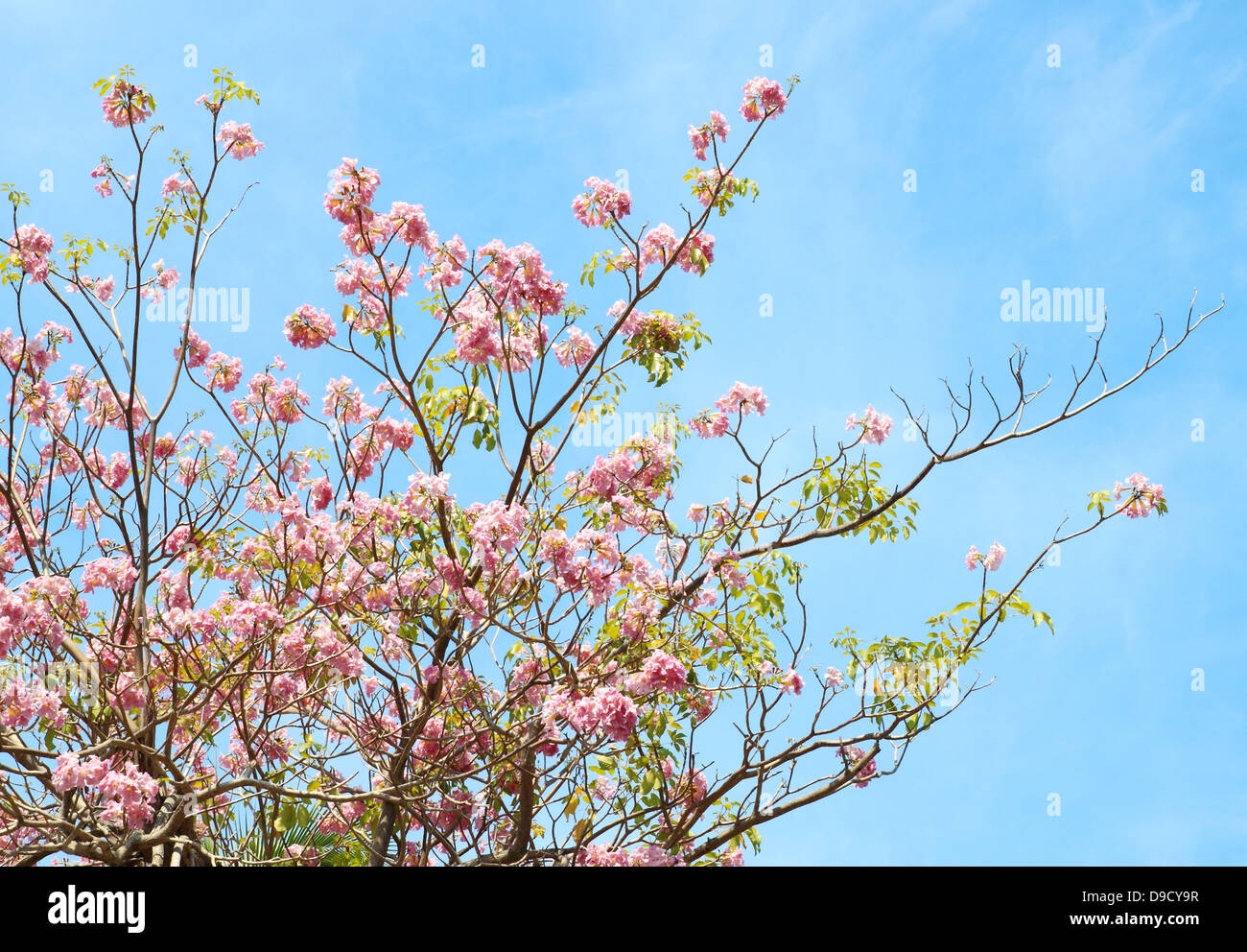 Tebebuia Flower (Pink trumpet) blooming, Tabebuia rosea with blue sky Stock Photo