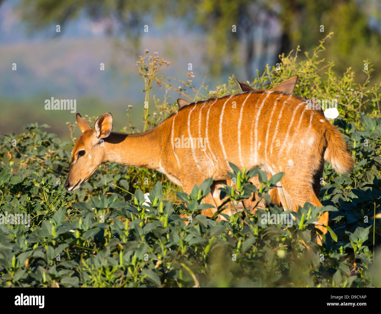 nyala antelope feeding at pafuri Stock Photo